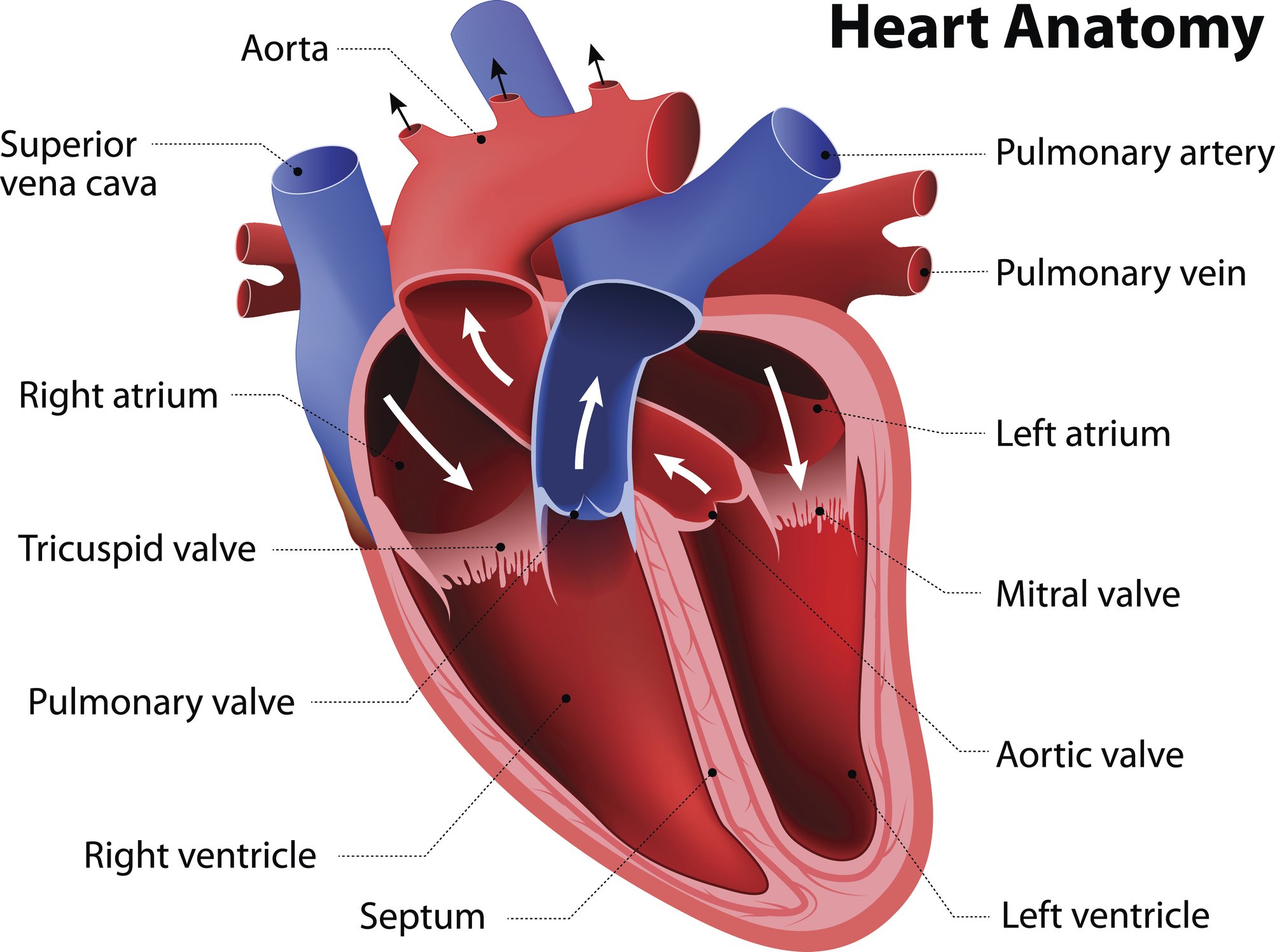 Structural Heart Diagram