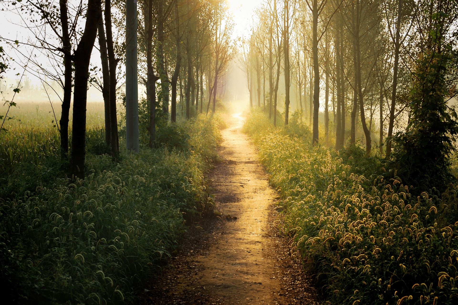 a forest of trees and sunlight 